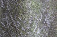 Wynford Eagle fibreglass roof work